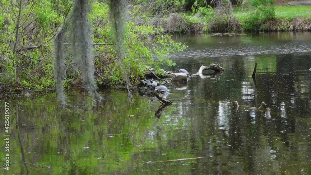 Turtles chilling at City Park in New Orleans, Louisiana Turtles chilling at City Park in New Orleans, Louisiana
