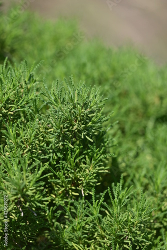 Olive herb - Santolina viridis - Olivenkraut 
