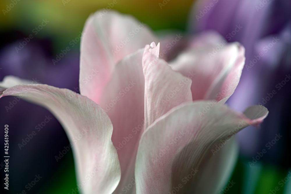 close up of a pink flower, nacka, sverige, stockholm, sweden