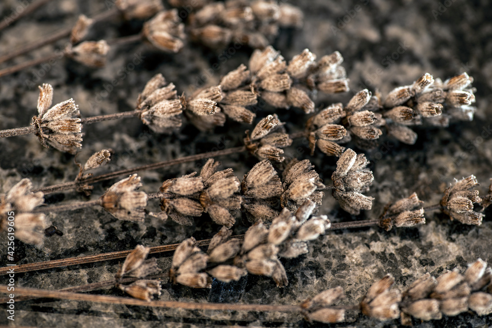 dried lavendel, nacka, sverige, stockholm, sweden