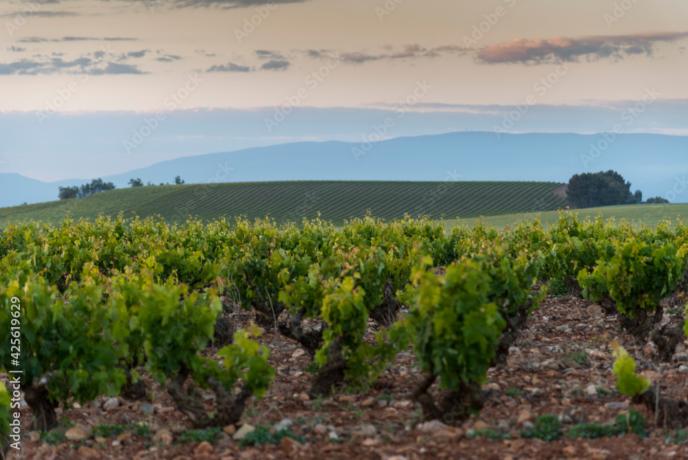 Paisaje de viñedos en la Rioja. España