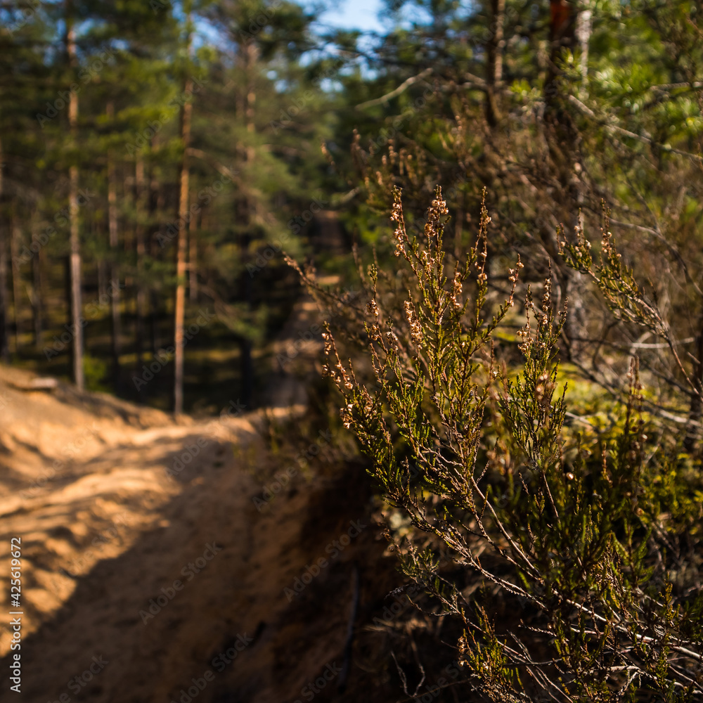 A beautiful forest road running through the springtime woodlands. Beautiful spring scenery in Northern Europe. A beautiful forest road running through the springtime woodlands. Beautiful spring scenery in Northern Europe.