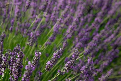 Lavender.Lavender field close-up as a natural floral background. Lavender flowers lit by sunlight. Lavender fields, Provence, France.