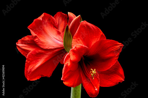 Blooming red Amaryllis flower  isolated on black background. Beautiful Christmas Flower.