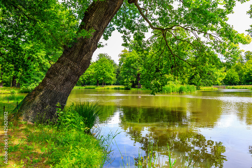 Little Pond with huge Oak Trees inside the Park, Springtime at the Prince Pückler Park, Muskau, East Germany