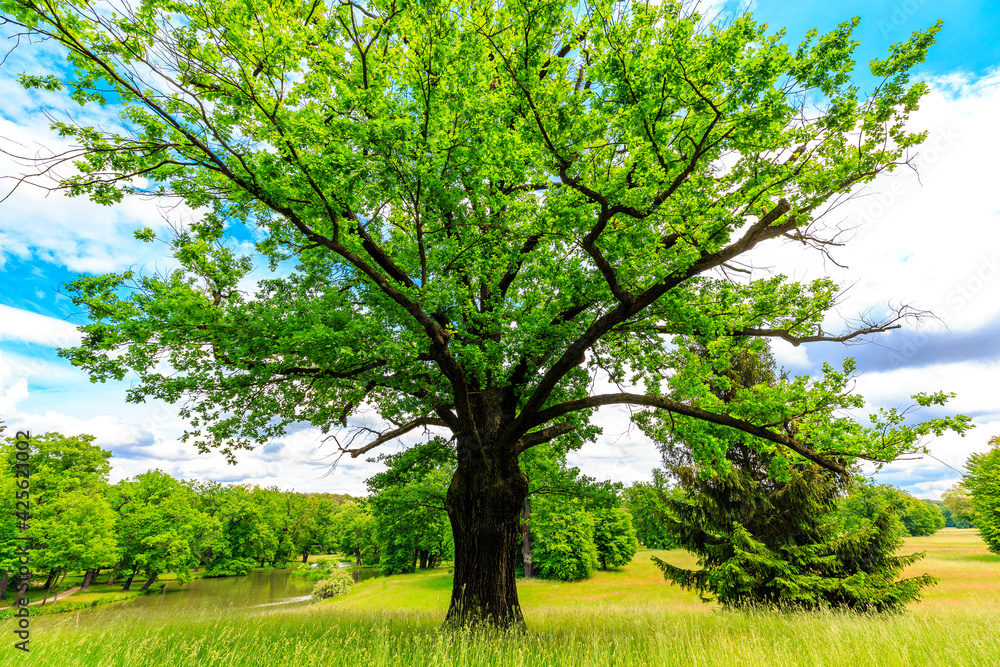 Fototapeta premium Oka Tree, Springtime at the Prince Pückler Park, Muskau, East Germany