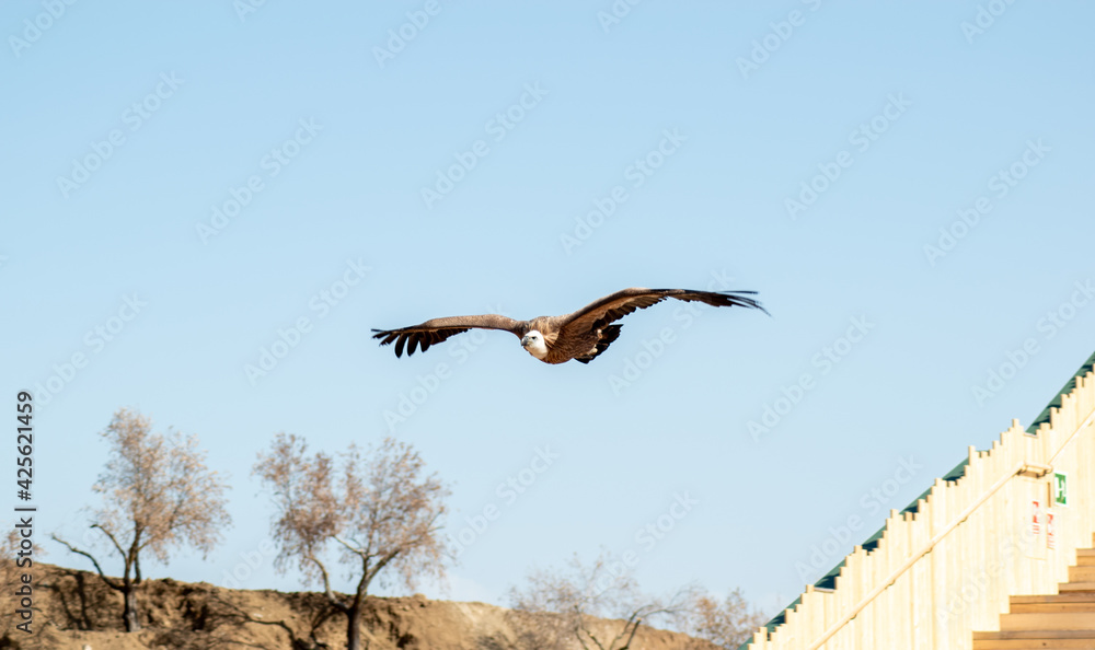 griffon vulture (Gyps fulvus) soaring through the skies