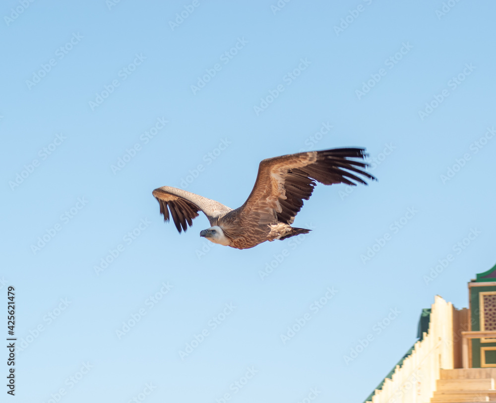 Obraz premium griffon vulture (Gyps fulvus) soaring through the skies