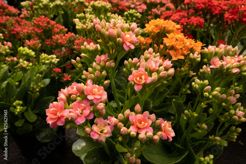 Wallpaper Mural Flower Torontodigital.ca