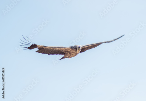 griffon vulture  Gyps fulvus  soaring through the skies