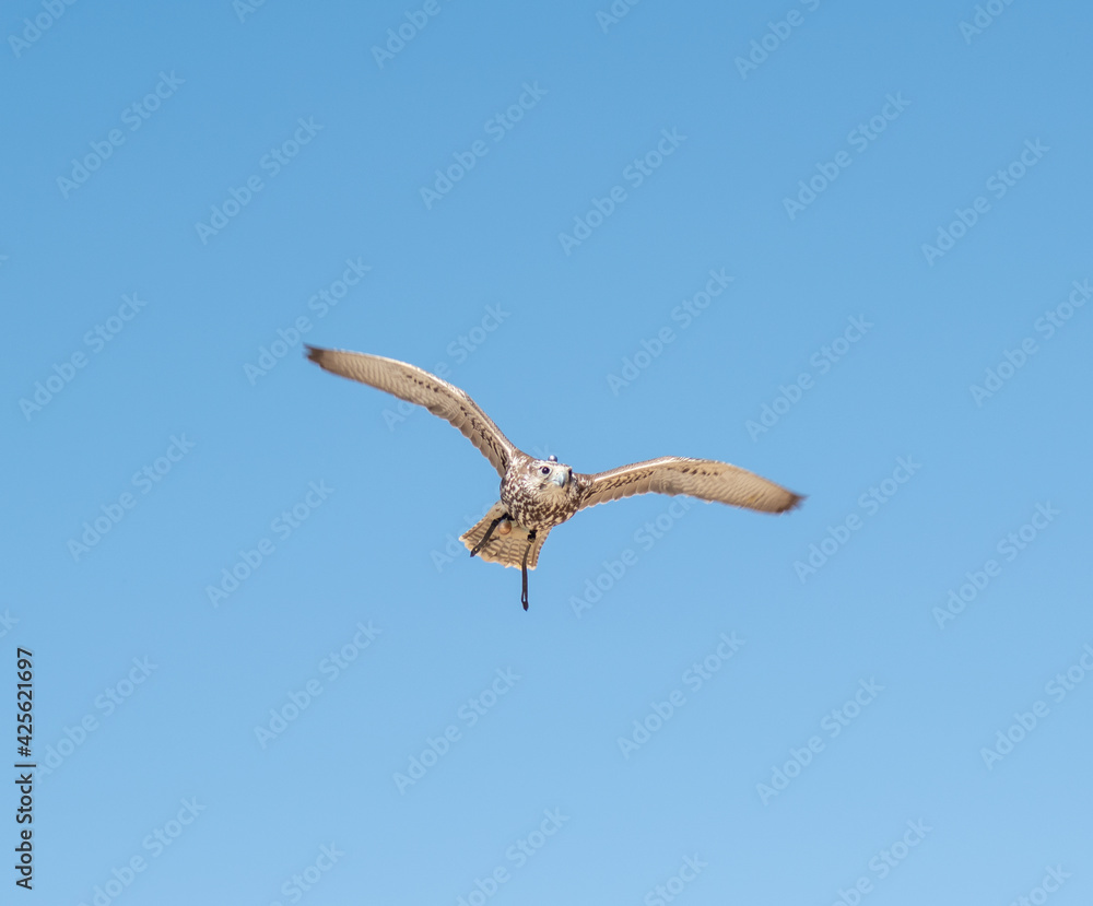 Fototapeta premium The Common Sparrowhawk (Accipiter nisus) soaring through the skies
