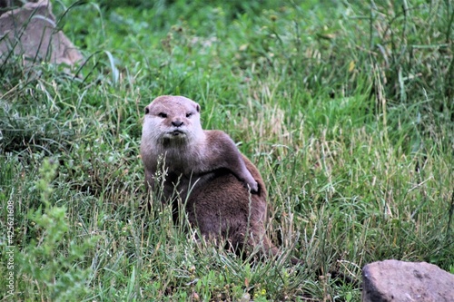 A close up of an Otter