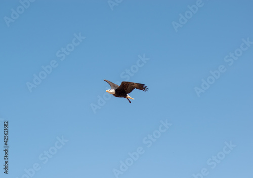 bald eagle (Haliaeetus leucocephalus) soaring through the skies