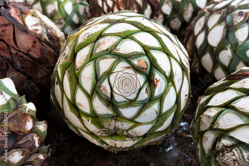  Blue Agave Pineapples 