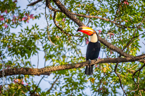 A large colorful tropical toucan typical of Brazil perched on a branch with thorns on the tree in the rainforest