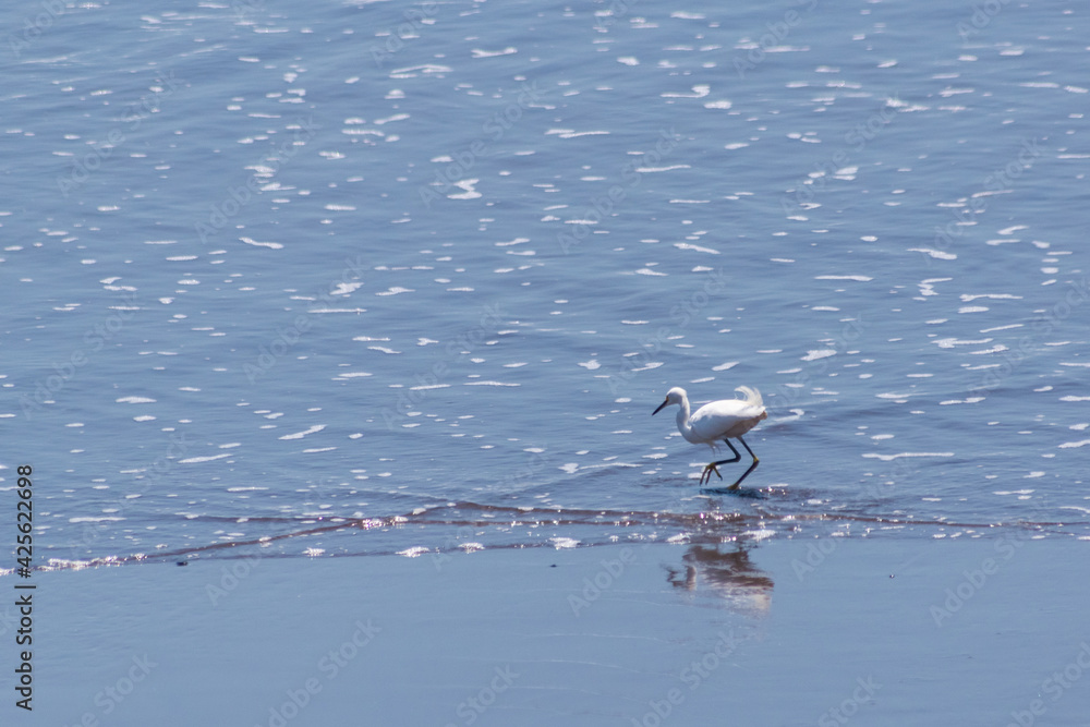 Gaviota alimentándosela en las playas de El Salvador Gaviota alimentándosela en las playas de El Salvador