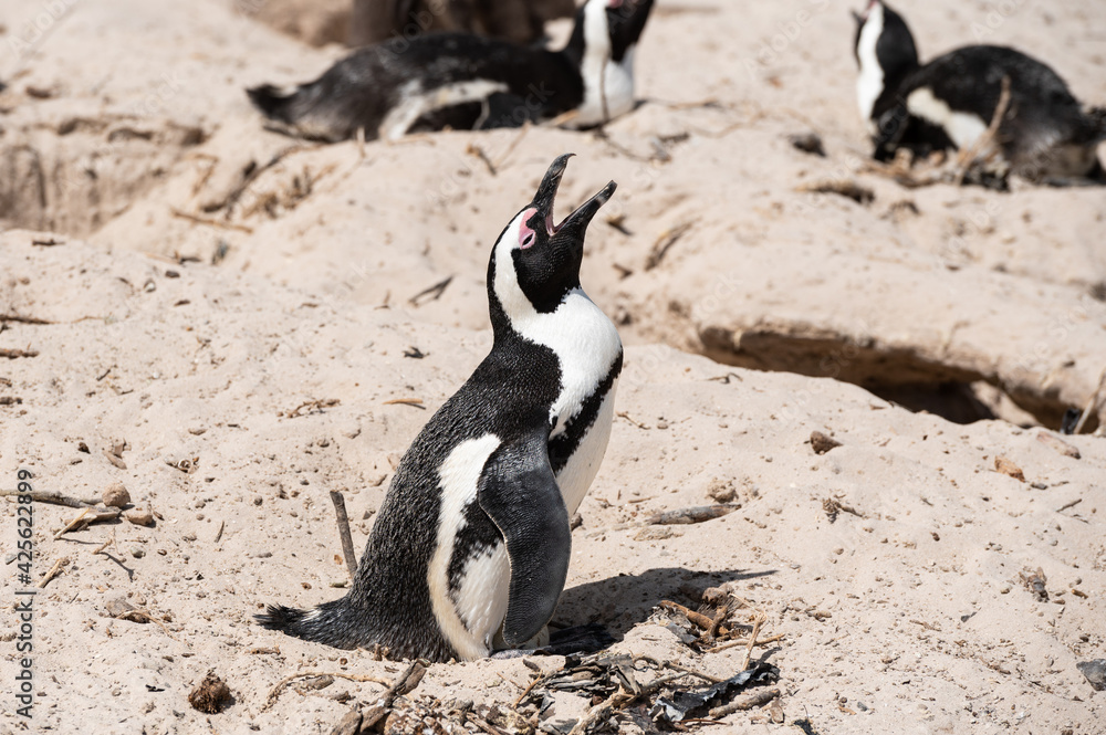 Fototapeta premium Closeup view of african penguin nesting at Boulders beach
