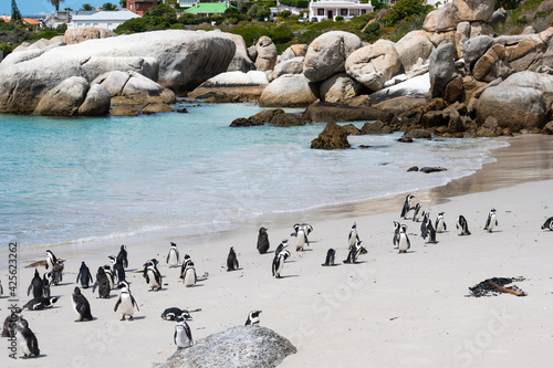 Boulders beach with african penguins colony