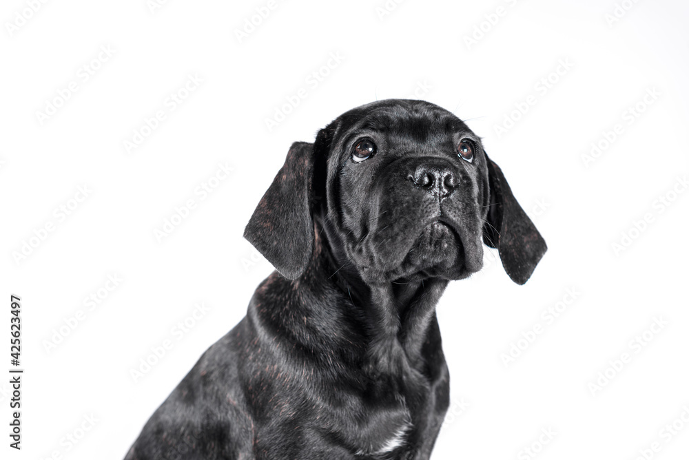 black cane corso puppy looking up on a white background black cane corso puppy looking up on a white background