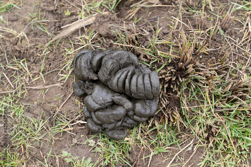 Close up of a cow poop, dung or droppings on the ground in grass top view