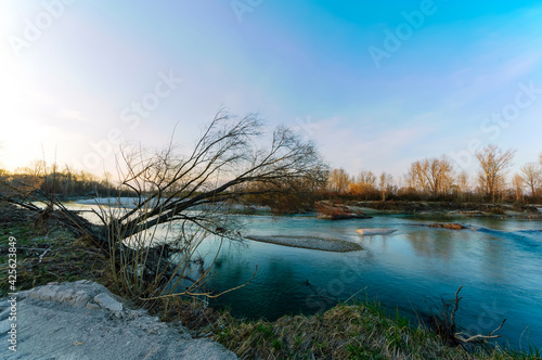 Albero piegato verso il fiume in primavera