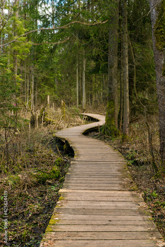 Wooden bridges across the swamp in the forest of Belovezhskaya Pushcha. Springtime alder bog forest with standing water, Bialowieza Forest, Poland, Europe photo