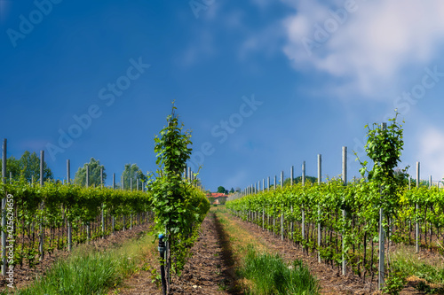Vigne, piante e raccolto