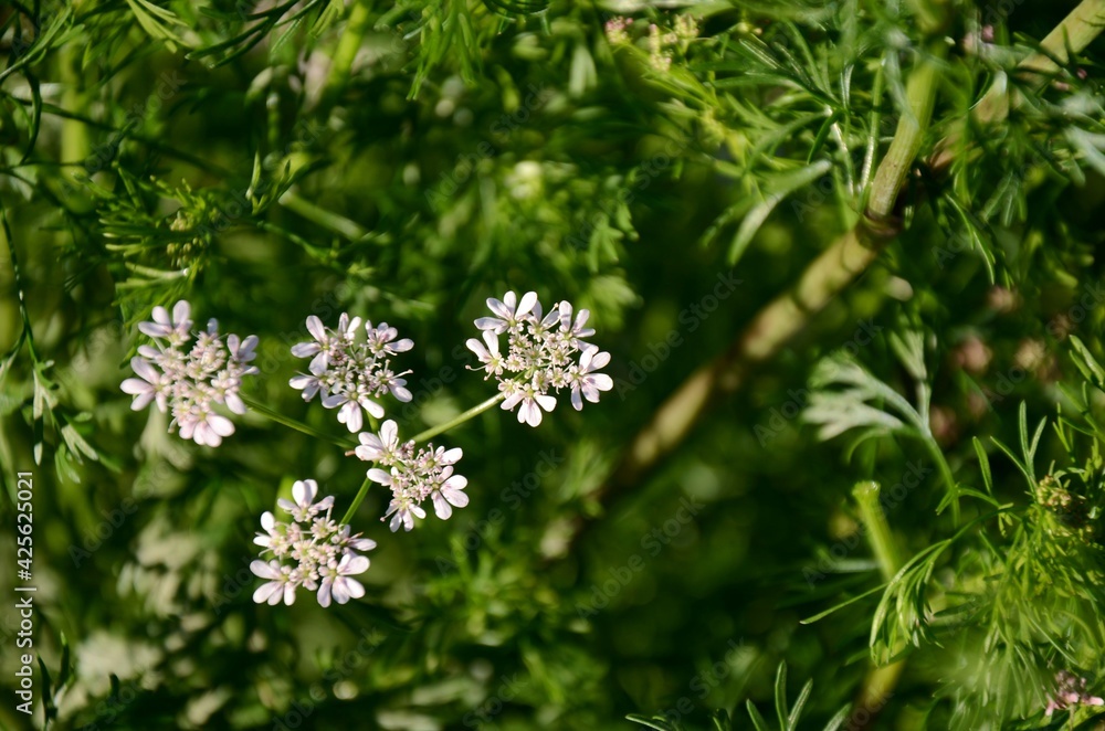 chinese parsley bloom on a background of blured green leaves, cilantro spice growing in the garden on a farm. chinese parsley bloom on a background of blured green leaves, cilantro spice growing in the garden on a farm.