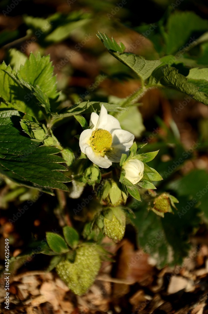 blooming strawberry growing in the soil in garden, white flowes and green unripe berry fruits blooming strawberry growing in the soil in garden, white flowes and green unripe berry fruits