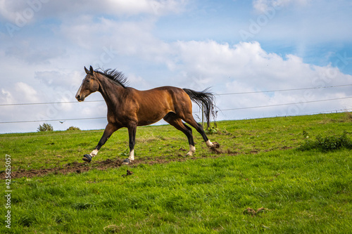 Fototapeta Naklejka Na Ścianę i Meble -  Ein braunes Pferd galoppiert vor blauem Himmel mit wehender Mähe auf der Wiese den Berg hinunter 