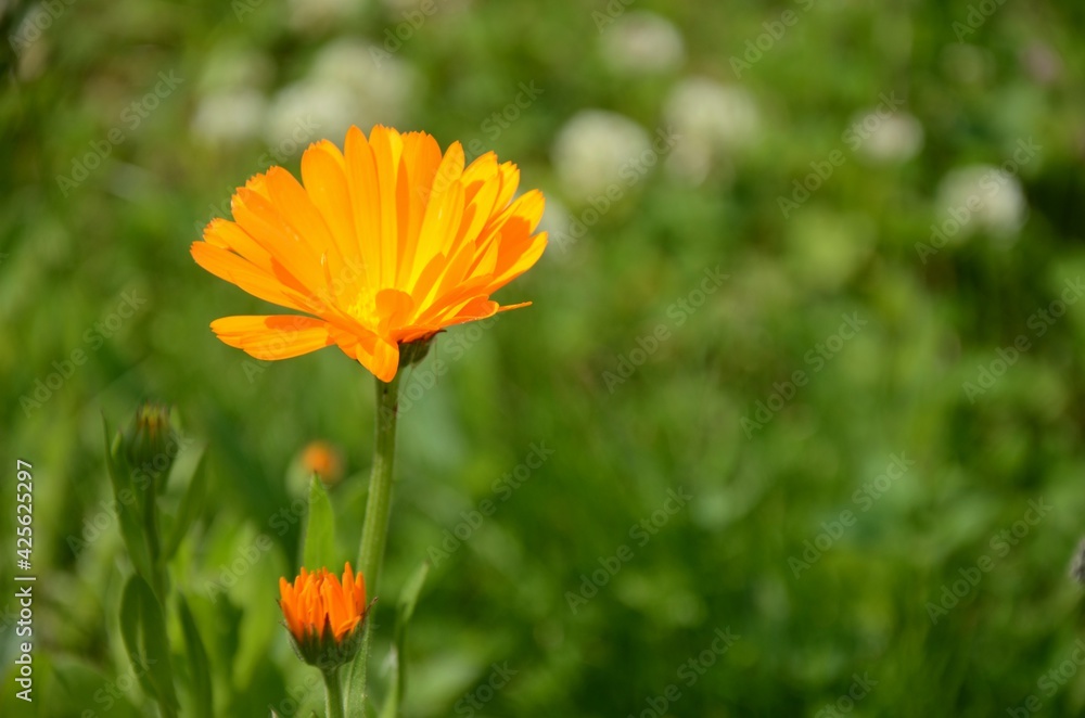 one orange calendula flower growing on meadow on a blurred green background. one orange calendula flower growing on meadow on a blurred green background.