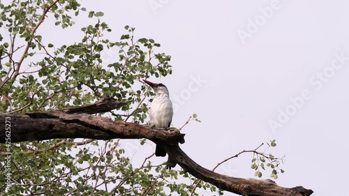 Woodland Kingfisher sitting on a tree branch making bird sounds