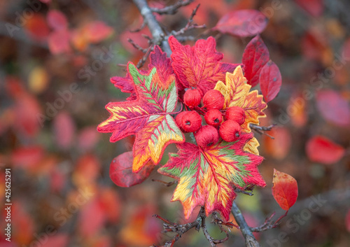 embroidered maple branch on a natural background