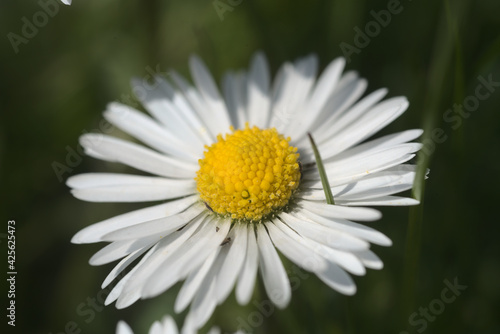 Macro photo of daisy
