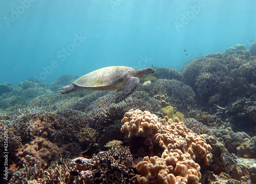 A Green sea turtle swimming over corals Cebu Philippines