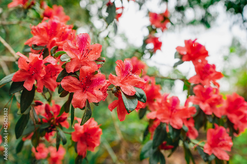 Rhododendron simsii Planch,Phu Kradueng National Park,Thailand.