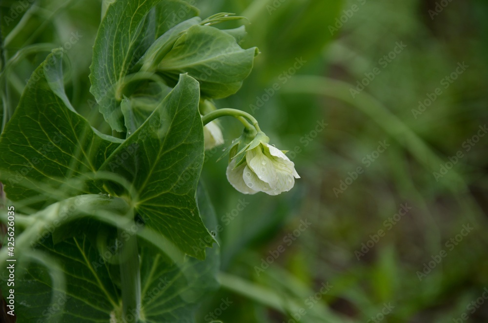 White pea bloom, pea plant growing in the garden, beautiful wild flowers. farming organic products White pea bloom, pea plant growing in the garden, beautiful wild flowers. farming organic products