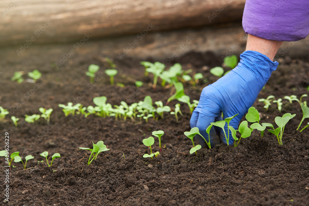 Gardener wearing blue glove is taking care of small radish plants growing in the soil of the greenhouse Gardener wearing blue glove is taking care of small radish plants growing in the soil of the greenhouse