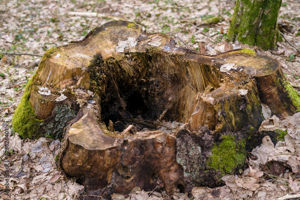 Obraz premium Old tree stump in the forest, hole in the old tree stump