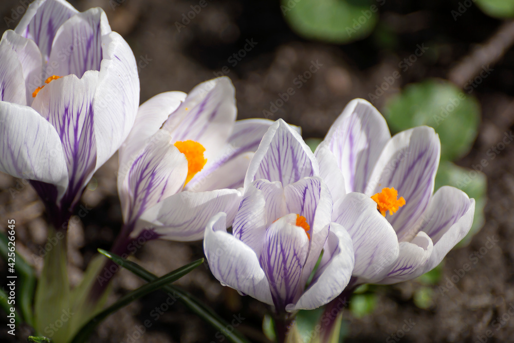Snowdrops spring flowers. It blooms beautifully in the grass at sunset. A delicate snowdrop is one of the symbols of spring. Snowdrops spring flowers. It blooms beautifully in the grass at sunset. A delicate snowdrop is one of the symbols of spring.