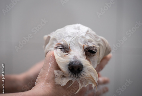 dog bathing 