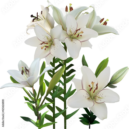 lush lily white isolated bunch