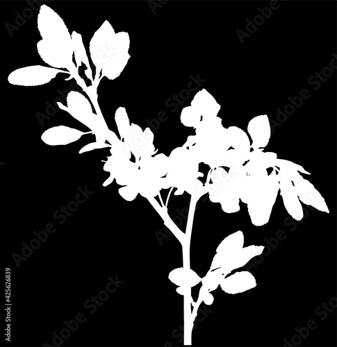 isolated plum tree branch white silhouette
