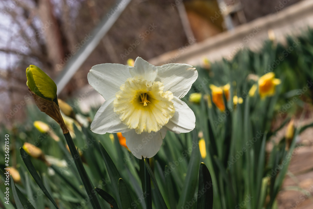 The first spring flowers. A daffodil flower on a blurry background on a sunny day. Blooming white daffodil. White beautiful daffodil with green foliage. The first spring flowers. A daffodil flower on a blurry background on a sunny day. Blooming white daffodil. White beautiful daffodil with green foliage.