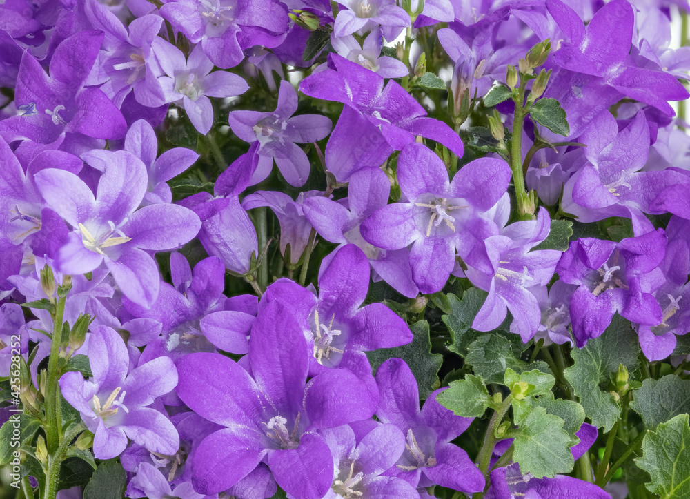 lilac bellflowers lush bunch background