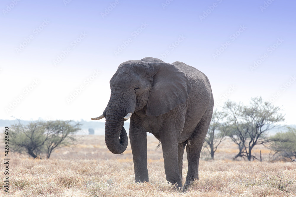 A big elephant in savannah