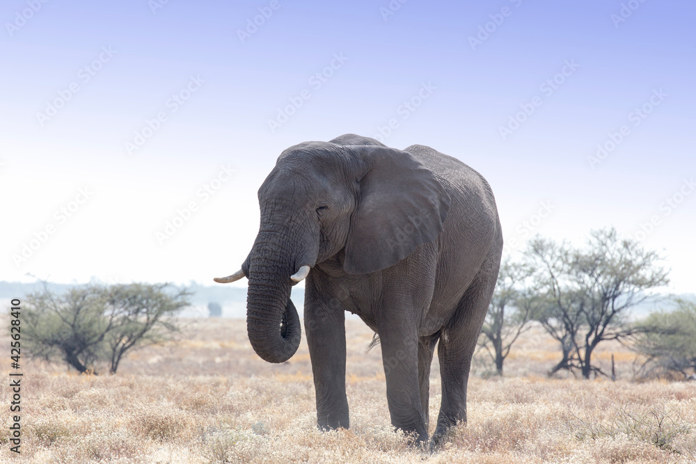 Fototapeta premium A big elephant in savannah