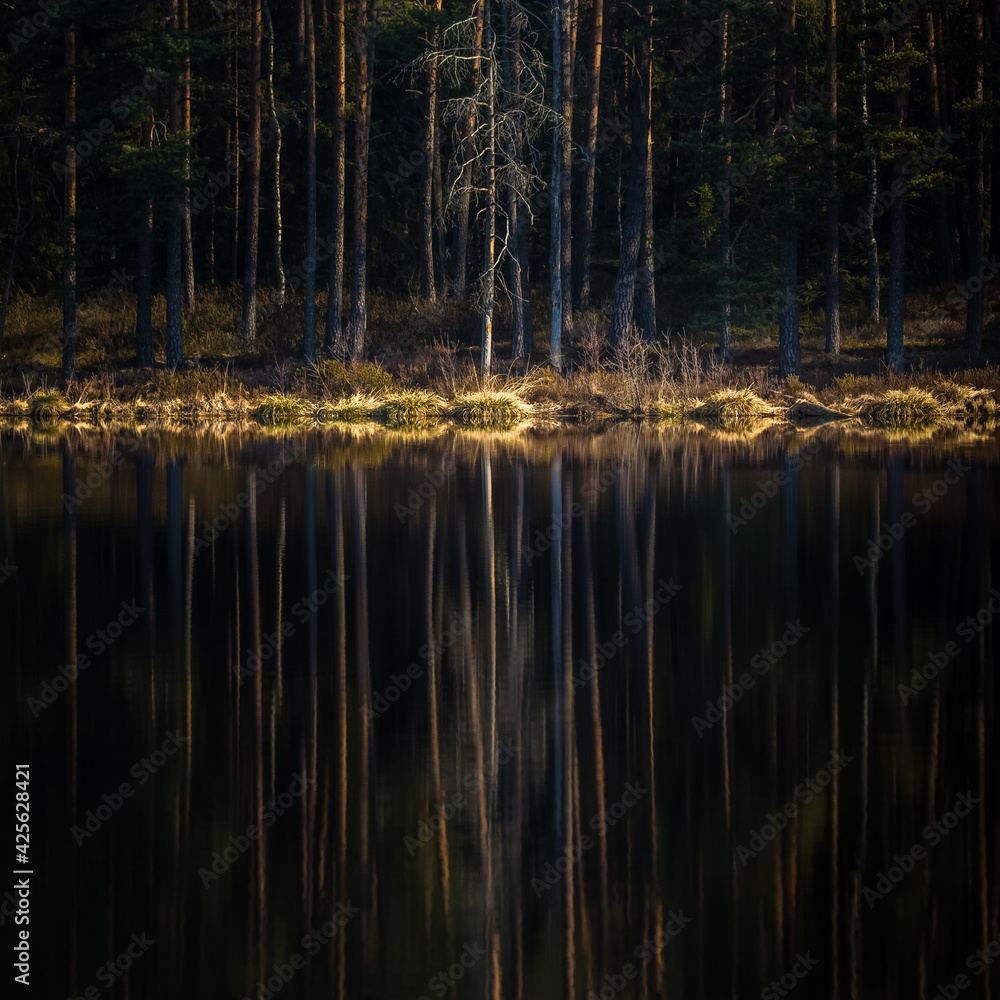 A beautiful reflections of a spring trees on the forest lake water surface. Spring scenery of woodlands in Northern Europe. Forest lake with trees.