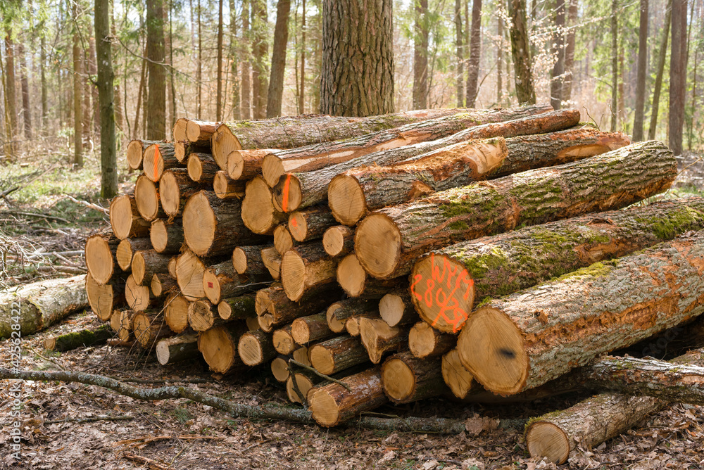 Wood trunks timber harvesting in forest. Log trunks pile of pine. Environment, nature concept - felling of trees. Wood trunks timber harvesting in forest. Log trunks pile of pine. Environment, nature concept - felling of trees.