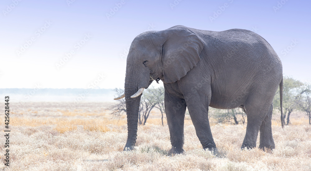 Fototapeta premium A big elephant in savannah
